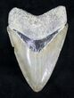 Large, Serrated, Bone Valley Megalodon Tooth #20675-1